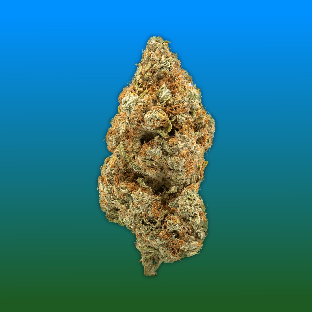 Marijuana Flower on a Blue-Green Background