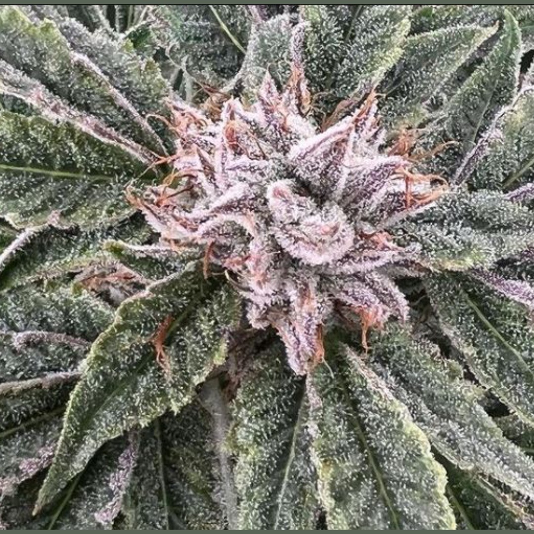 Kush Gardens Recreational Marijuana Dispensary in De Beque, CO