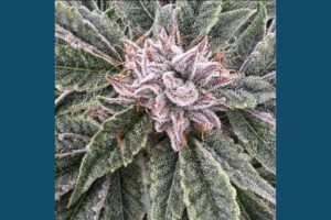 Marijuana at Kush Gardens